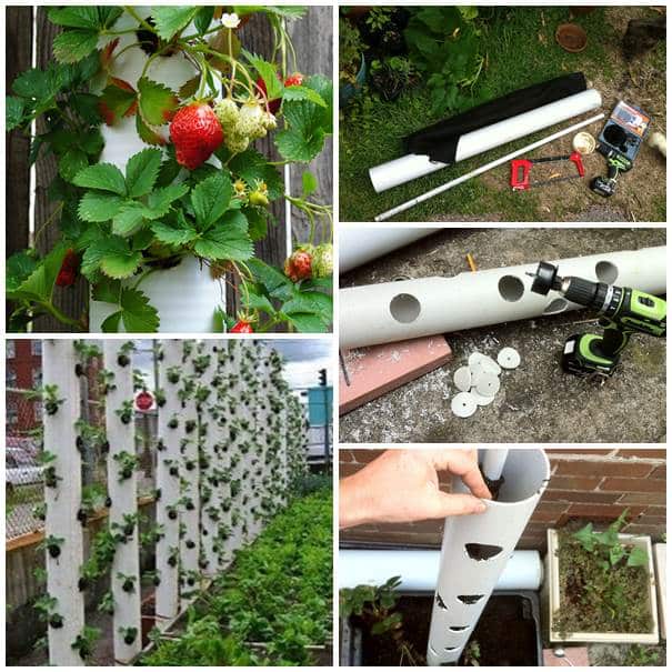 DIY Strawberry Tower from PVC Pipe 2